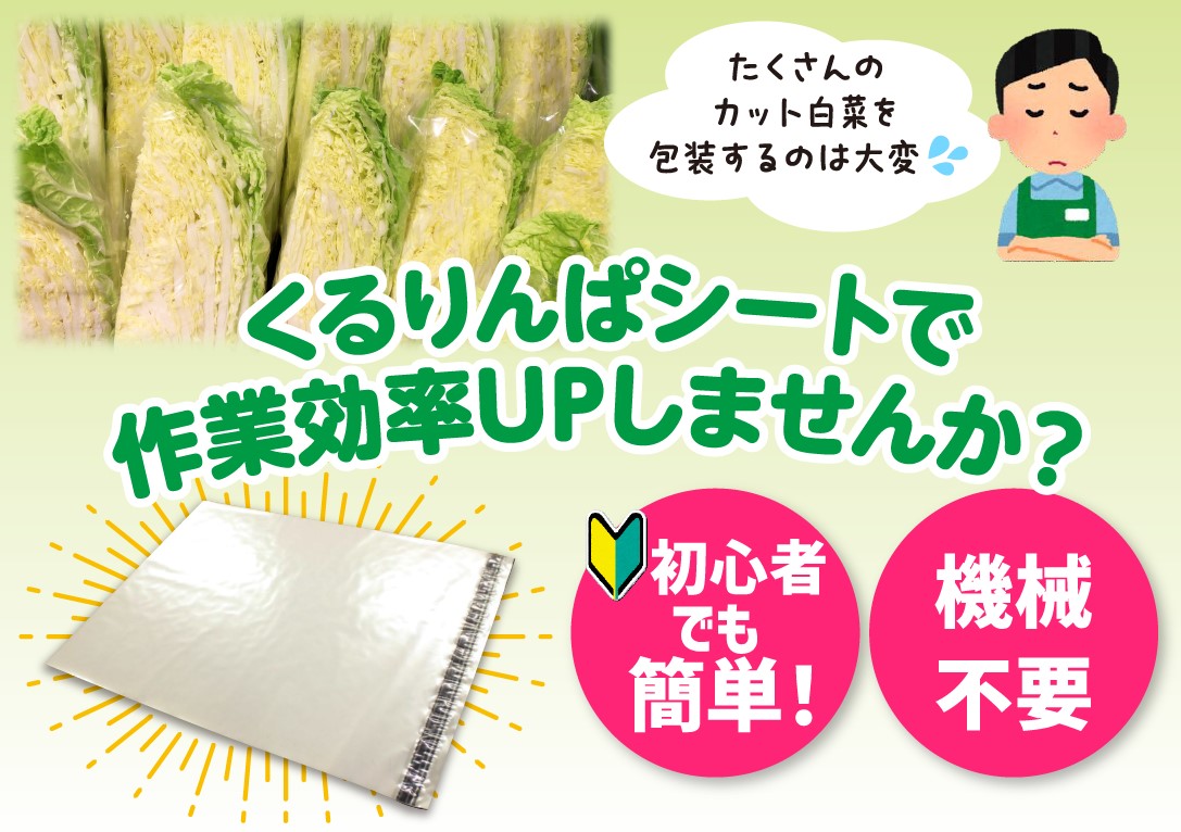 1/4白菜くるりんぱシート 無地商品画像3